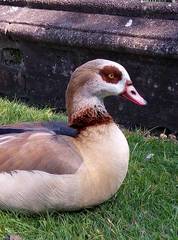 Alopochen aegyptiaca