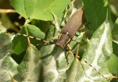 Agapanthia annularis
