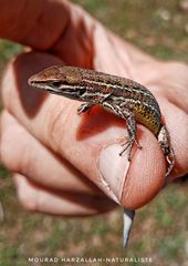 Psammodromus blanci