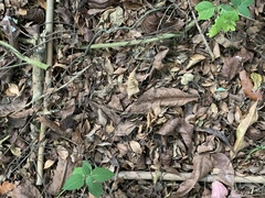 Crotalaria linifolia