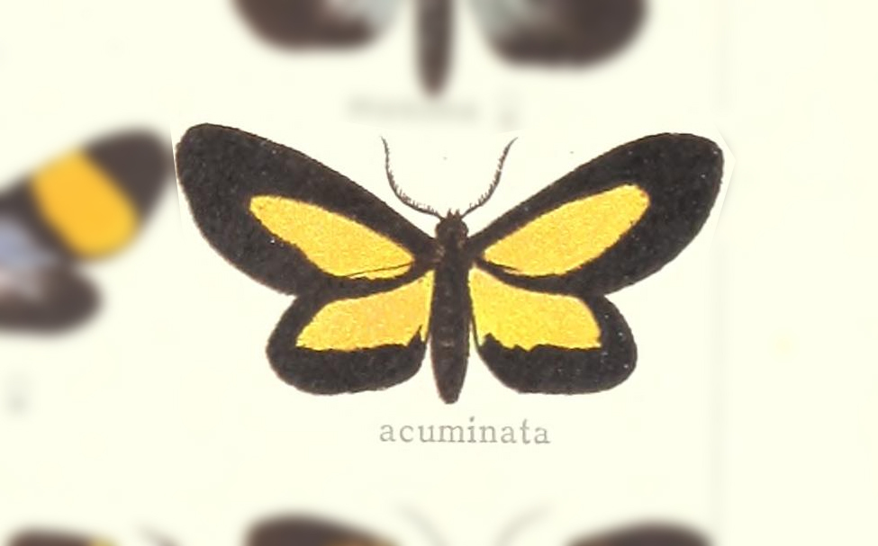 Crocomela fusifera