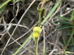 Crotalaria linifolia