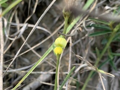 Crotalaria linifolia