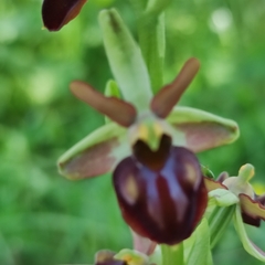 Ophrys sphegodes montenegrina