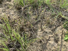 Crotalaria linifolia
