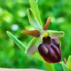 Ophrys sphegodes montenegrina