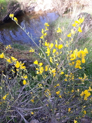 Genista polyanthos