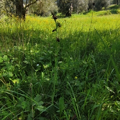 Ophrys sphegodes montenegrina