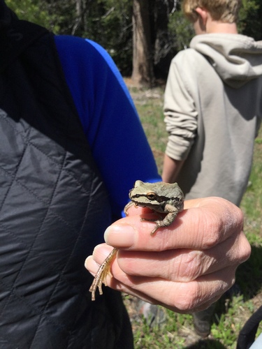 iNaturalist observation photo of Pacific chorus frog