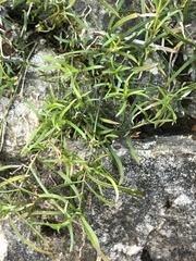Moehringia muscosa
