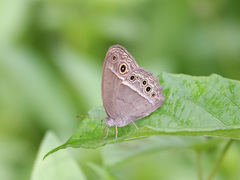 Mycalesis perseoides