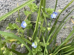 Veronica persica