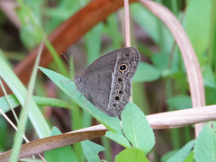 Mycalesis perseoides