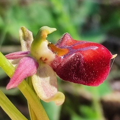 Ophrys sphegodes grammica