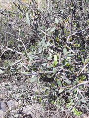 Rhamnus oleoides