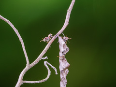Ropalidia jacobsoni