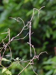 Ropalidia jacobsoni