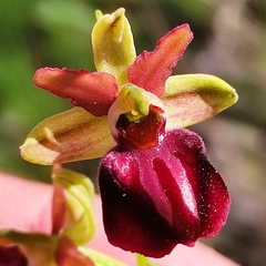Ophrys sphegodes grammica
