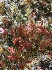 Orthothecium rufescens