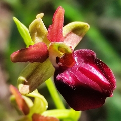 Ophrys sphegodes grammica