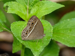 Mycalesis perseoides