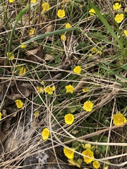 Potentilla incana