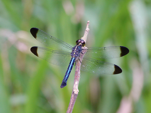 Dark-tipped Forest-skimmer