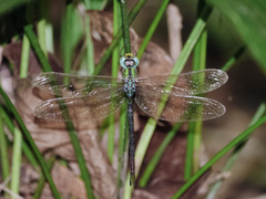 Gynacantha subinterrupta