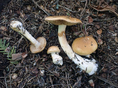 Cortinarius pallidifolius