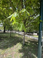 Aesculus hippocastanum