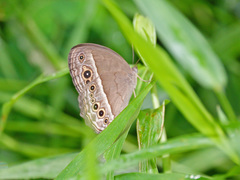 Mycalesis perseoides