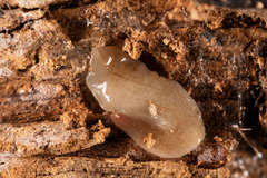 Australopacifica mortoni
