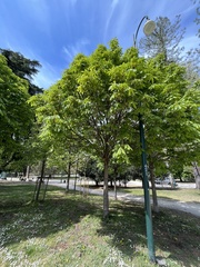 Aesculus hippocastanum