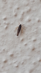 Cicadellidae