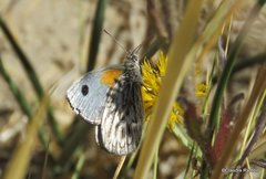 Argyrophorus argenteus