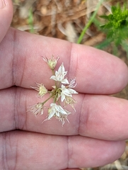 Allium lacunosum