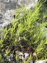 Moehringia muscosa