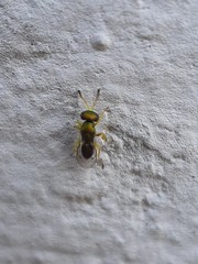 Mesopolobus tibialis