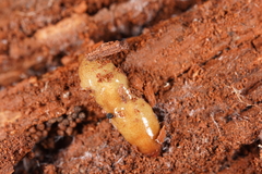 Australopacifica mortoni