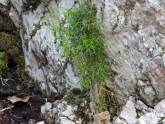 Moehringia muscosa