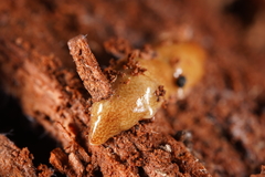 Australopacifica mortoni