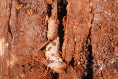 Australopacifica mortoni