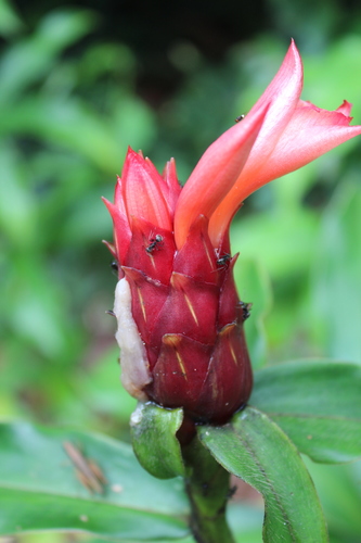 Costus scaber