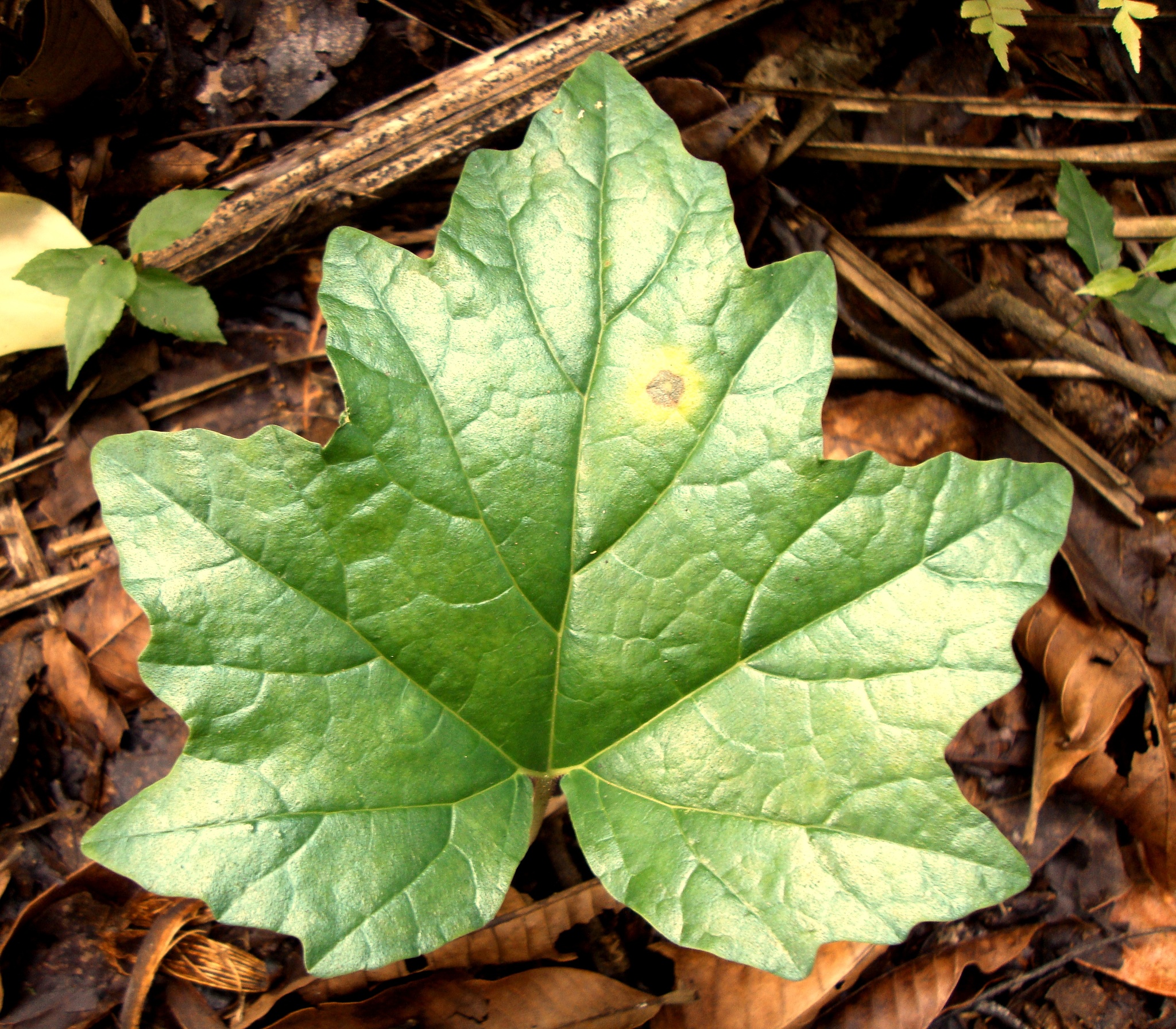 Dorstenia cayapia