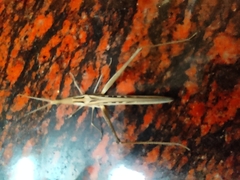 Acrida conica
