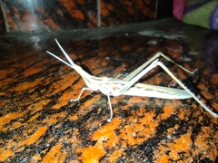 Acrida conica
