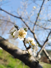 Prunus