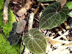 Dioscorea dodecaneura