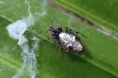 Cyclosa argentata