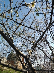 Prunus